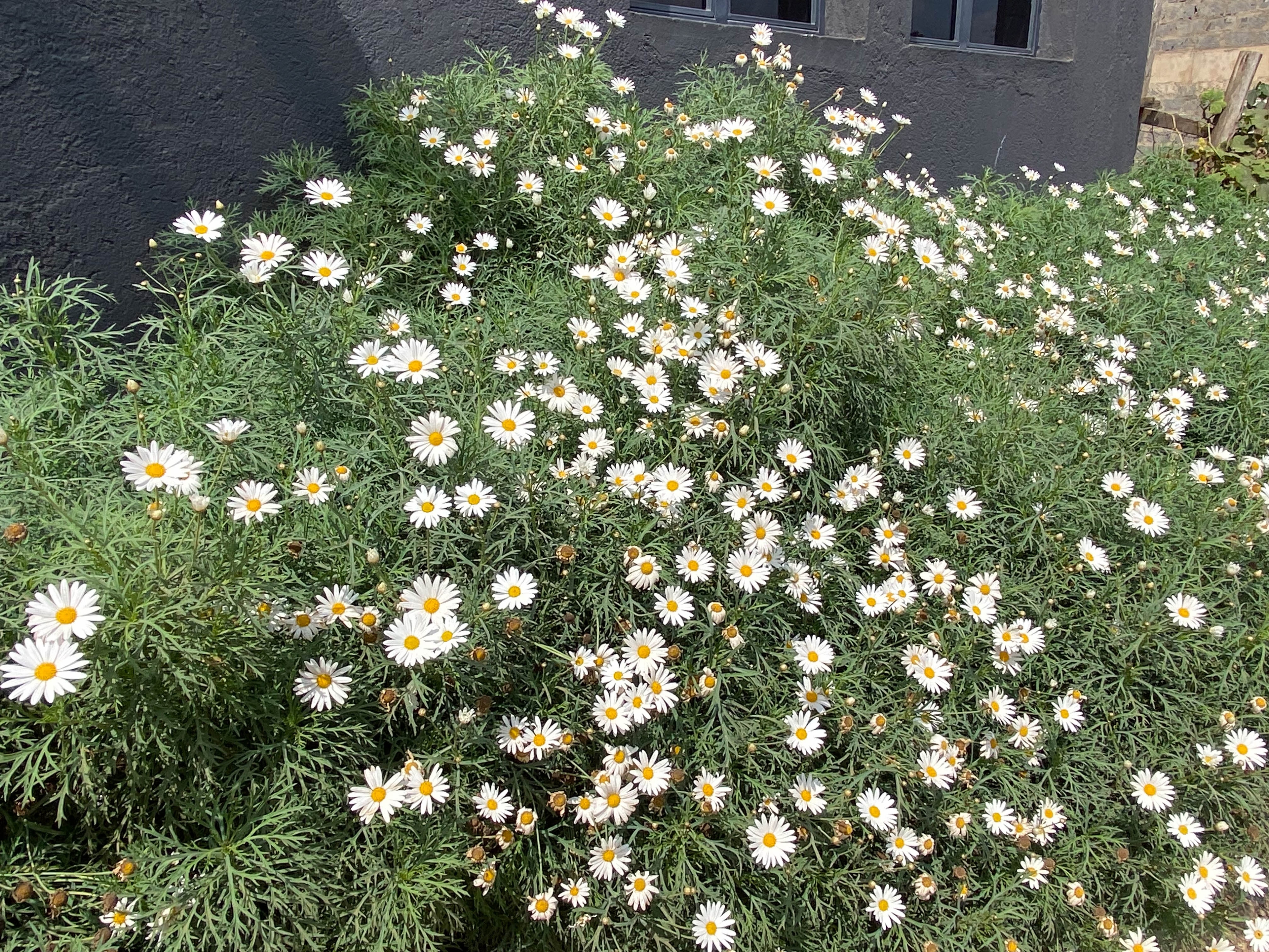 A bank of white marguerite daisies in full bloom against the hotel's navy wall