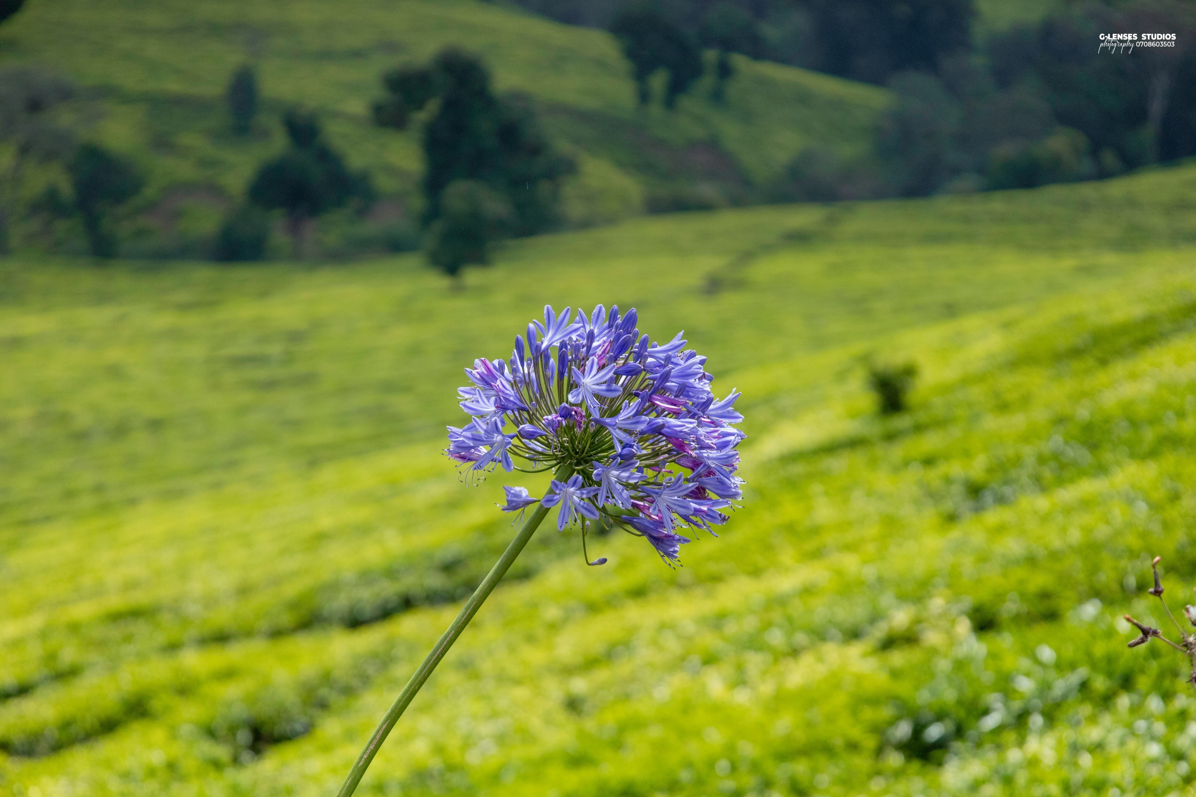 A blue agapanthus bloom against out-of-focus tea fields
