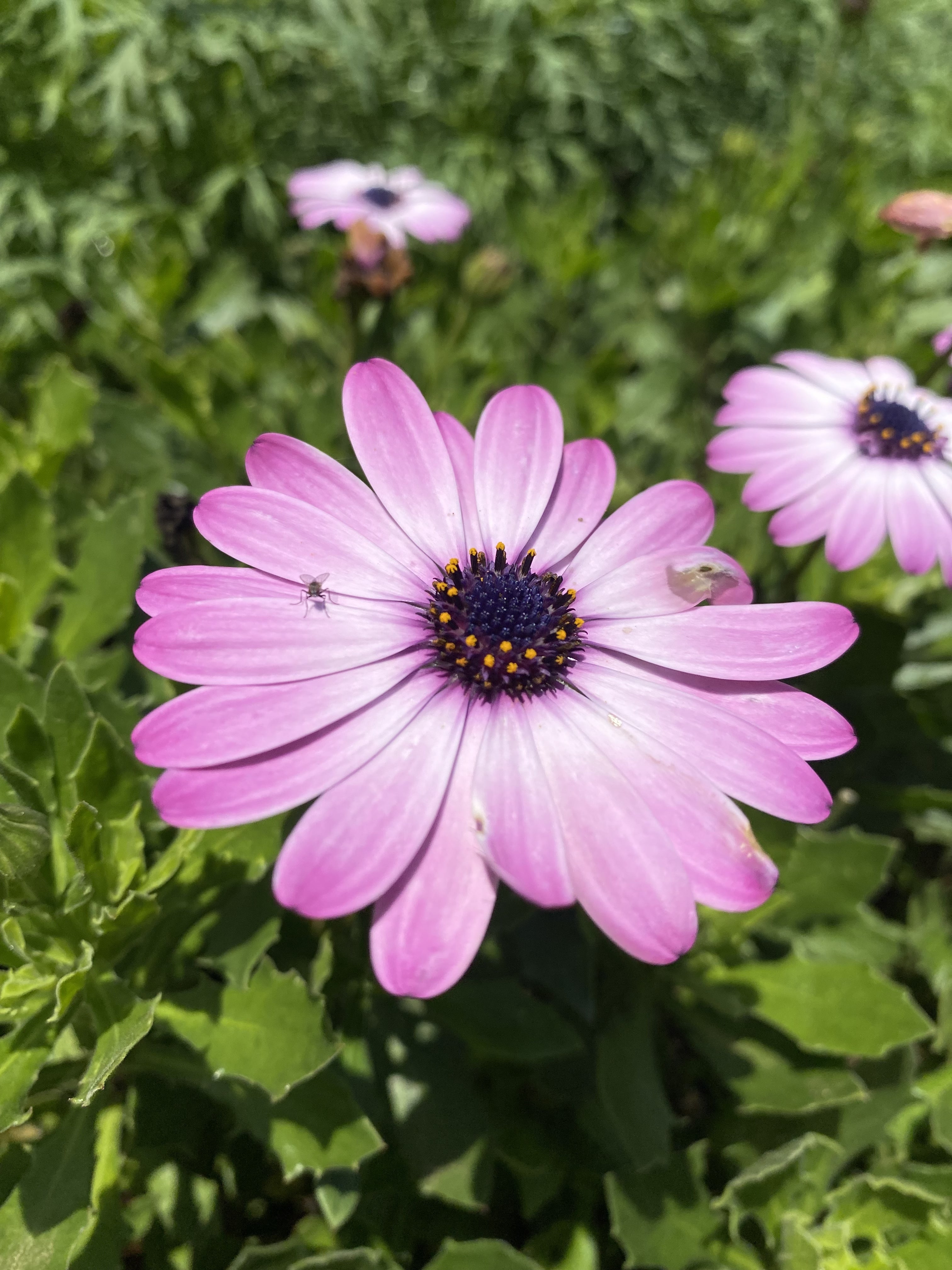 Pink African daisies in bloom against deep green foliage
