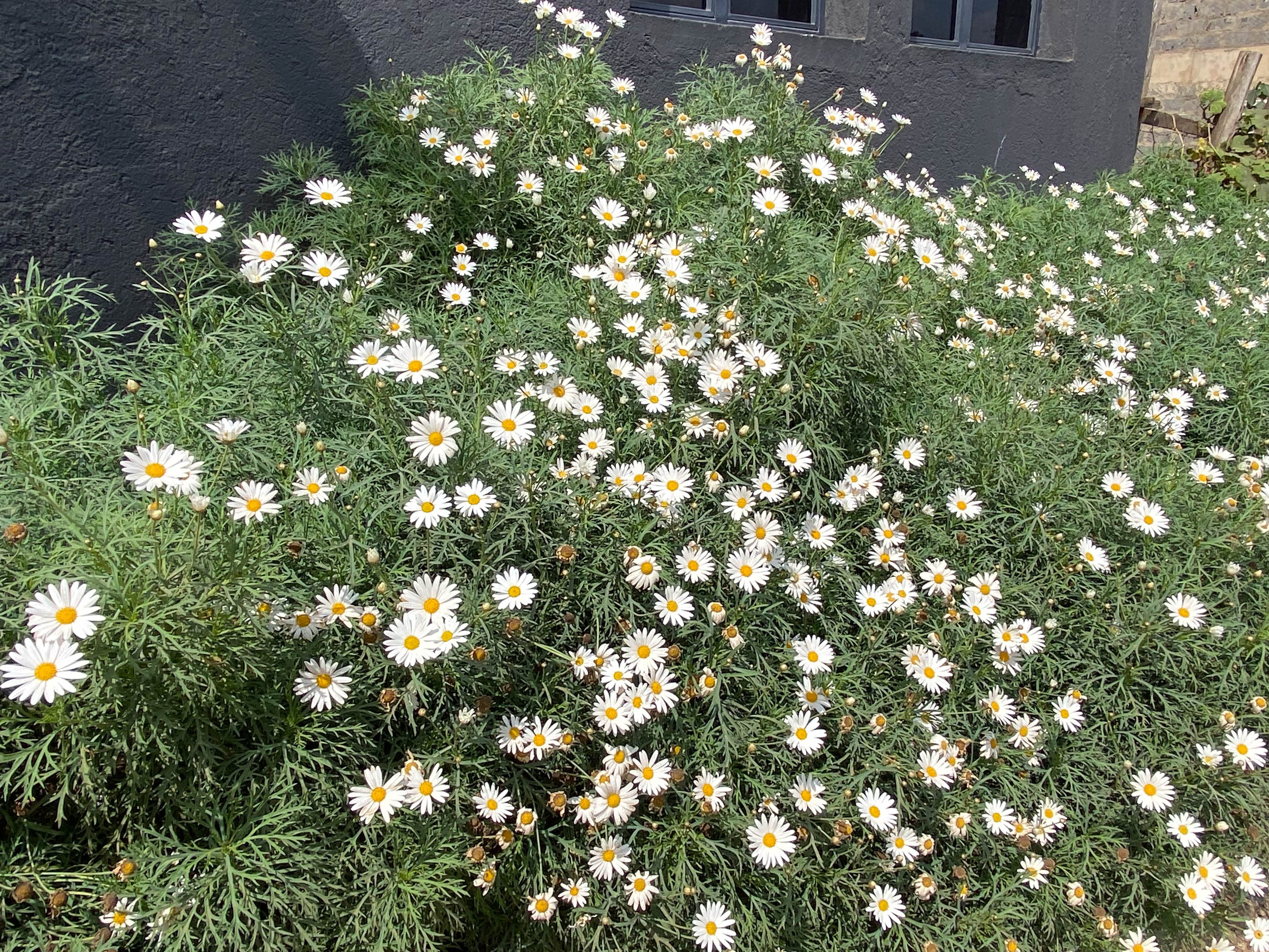 A bank of white marguerite daisies in full bloom against the hotel's navy wall