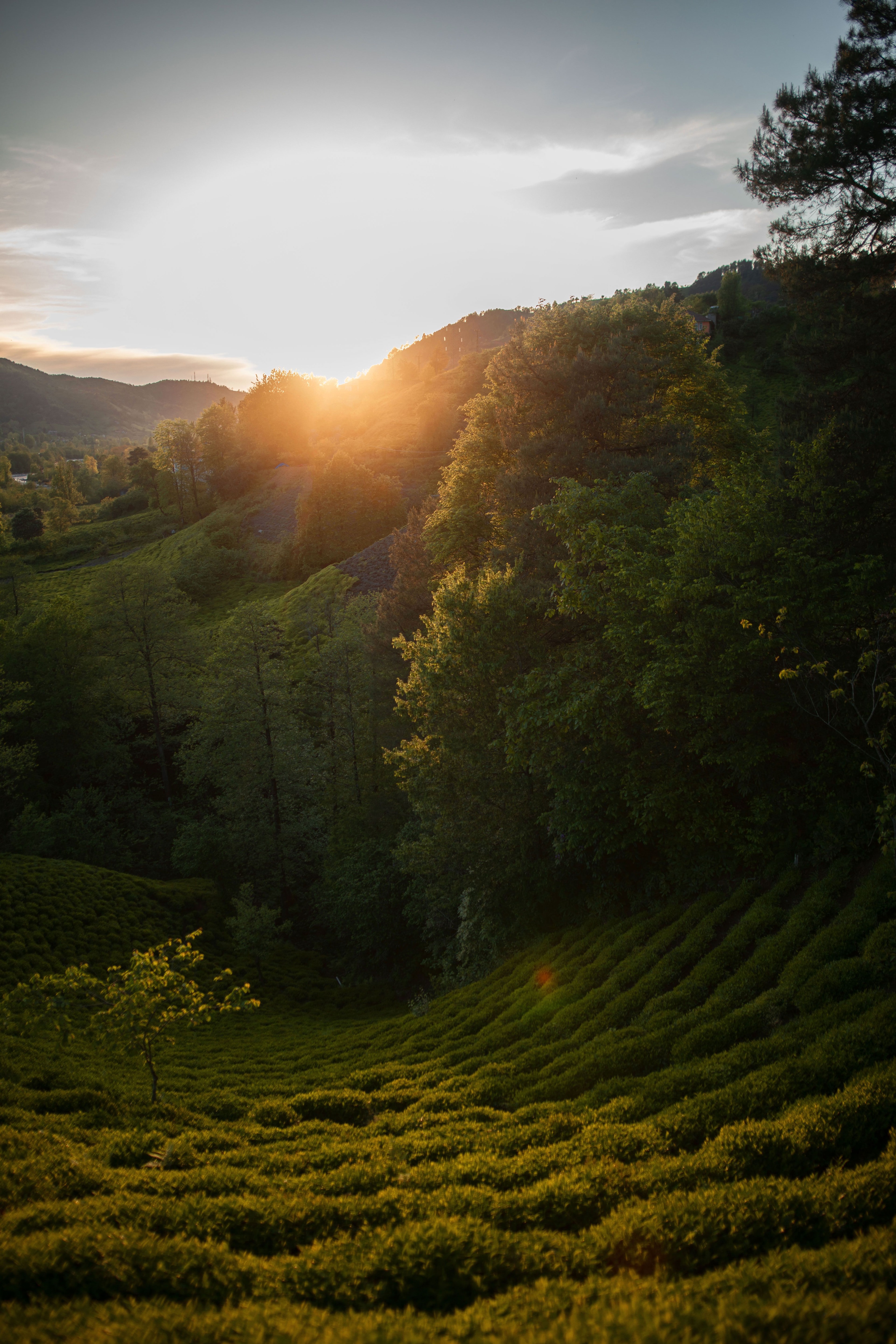 The sun setting behind wooded hills, its last light falling across rows of tea in the valley below