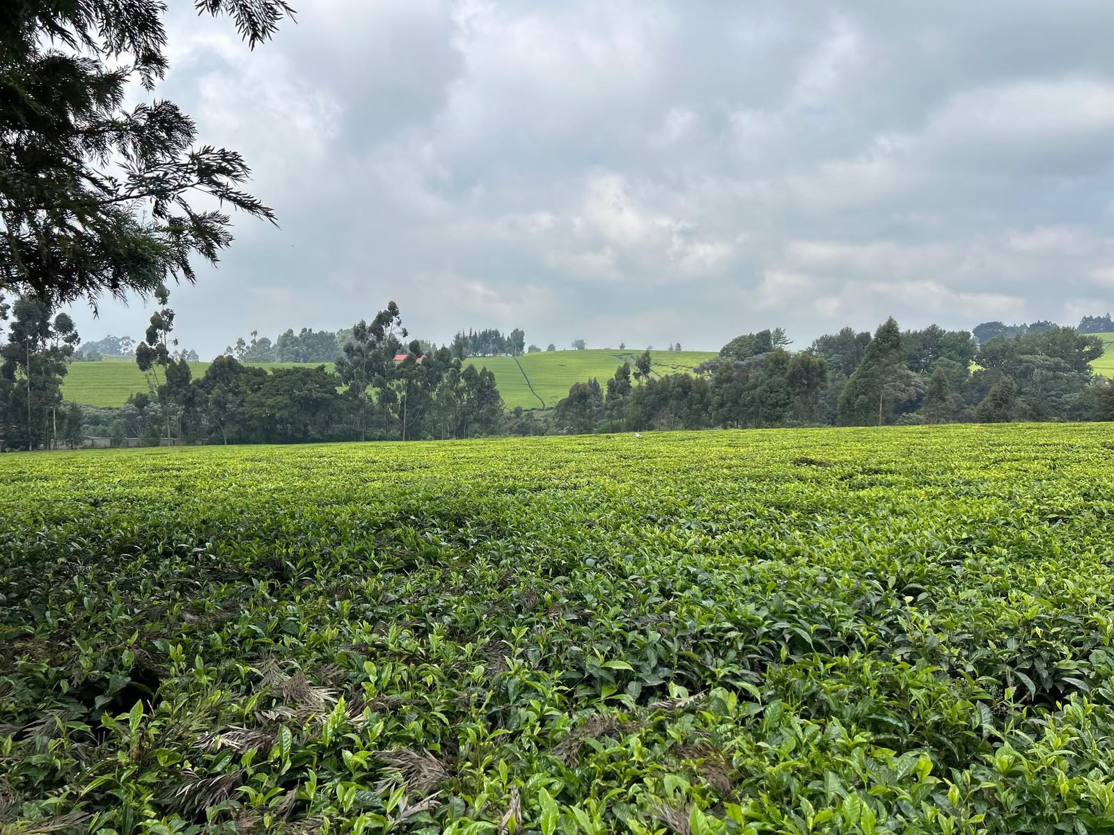 Bright green tea fields rolling toward eucalyptus trees under a wide highland sky in Tigoni