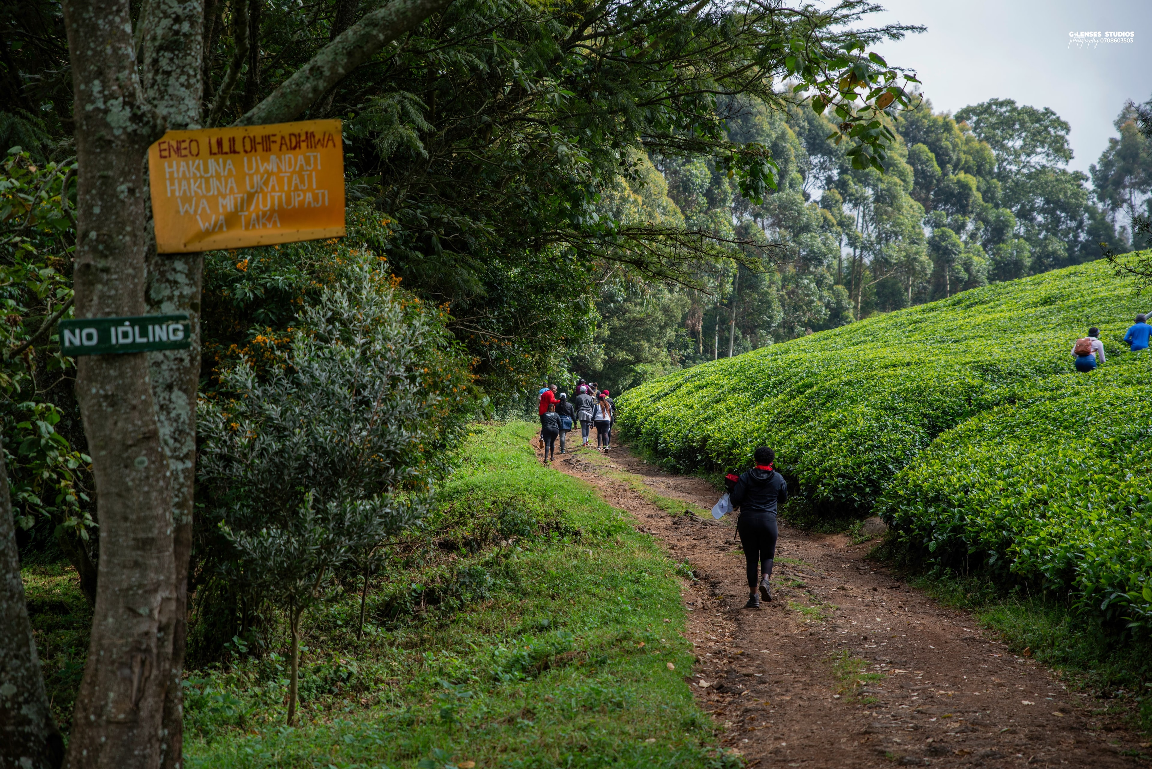 Walkers on a red-earth trail between tea fields and forest edge near Tigoni